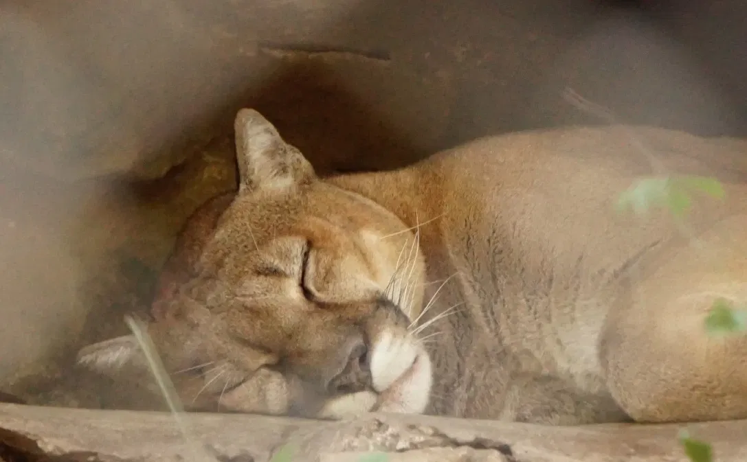 Zoológico Miguél Álvarez del Toro