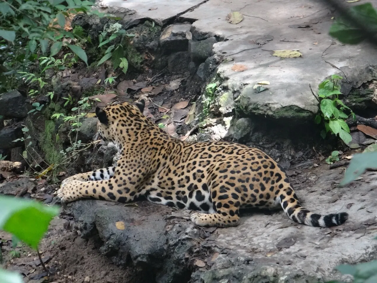 Zoológico Miguél Álvarez del Toro