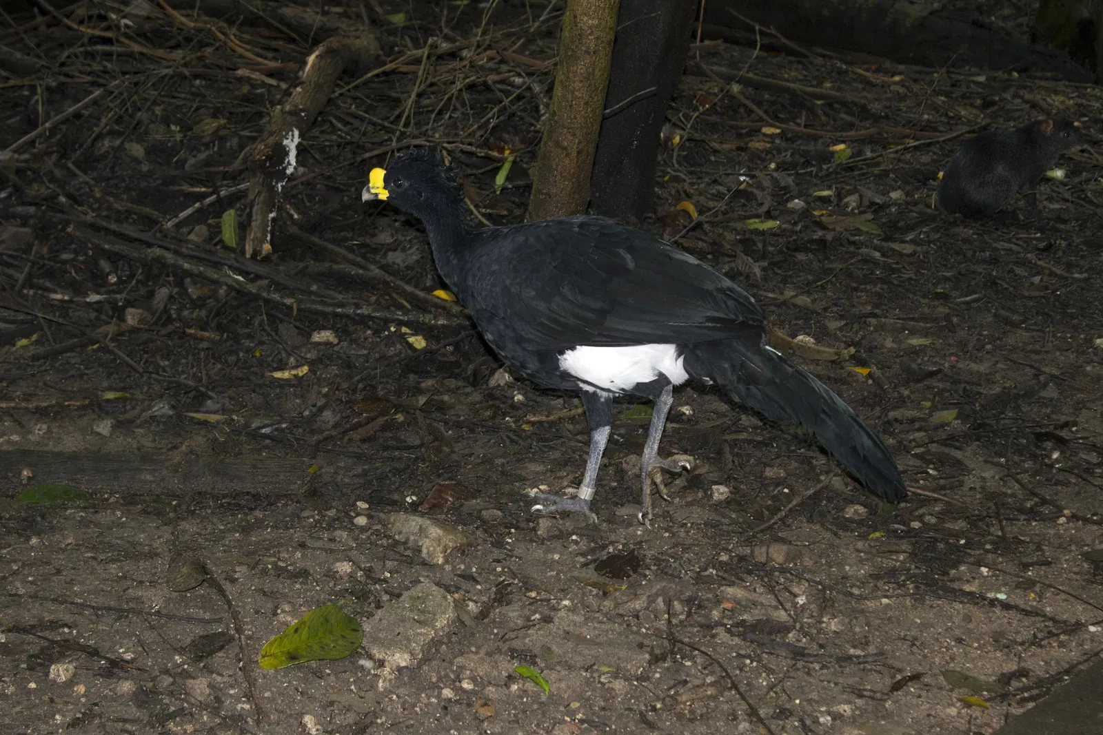 Zoológico Miguél Álvarez del Toro