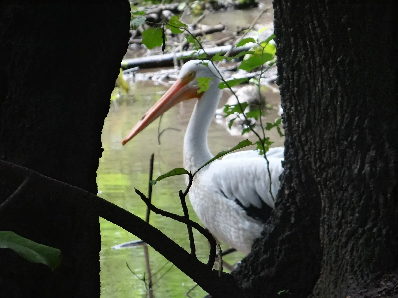 Zoológico Miguél Álvarez del Toro