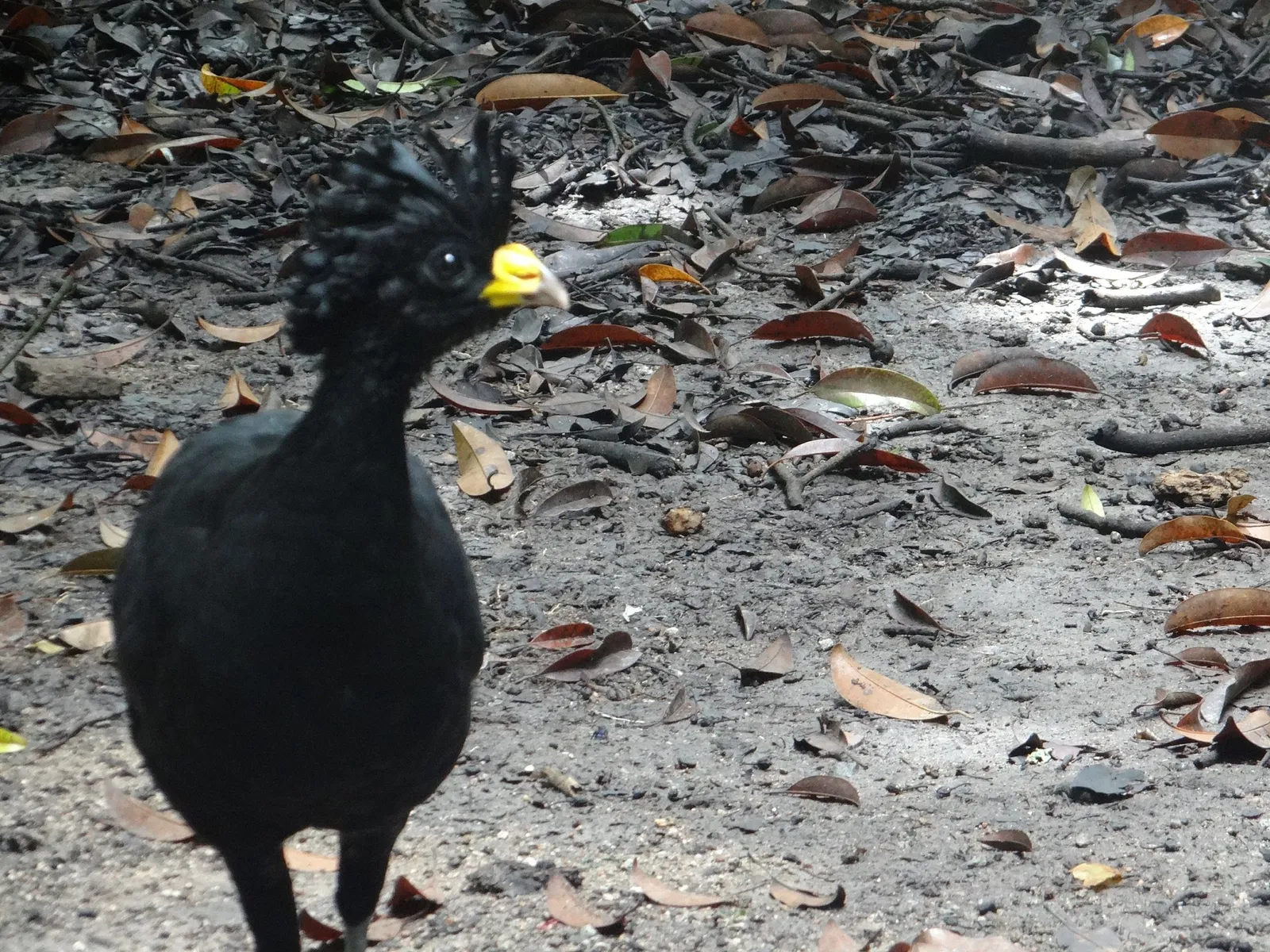Zoológico Miguél Álvarez del Toro