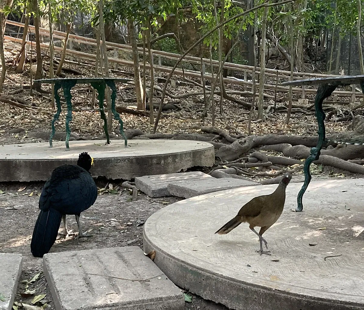 Zoológico Miguél Álvarez del Toro
