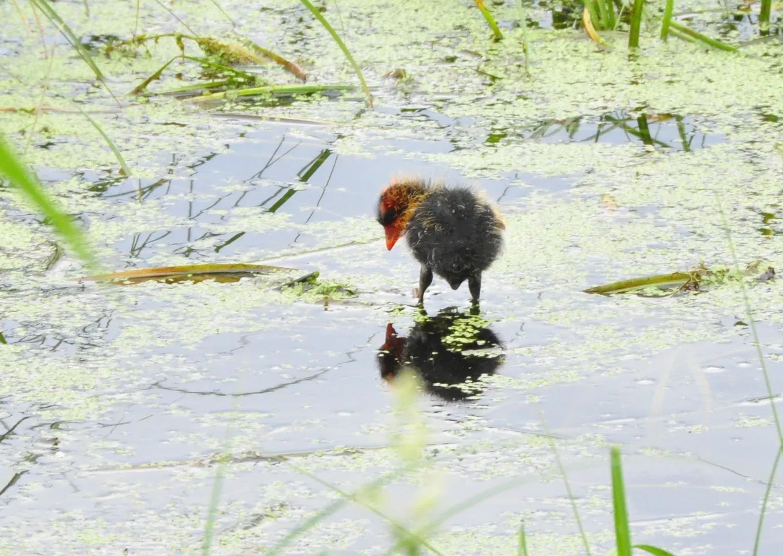 Ukrainian Cultural Heritage Village