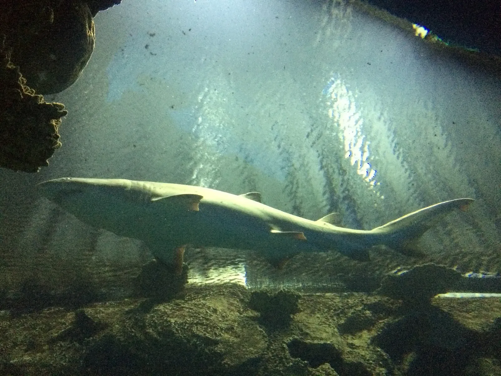 Shark Reef Aquarium