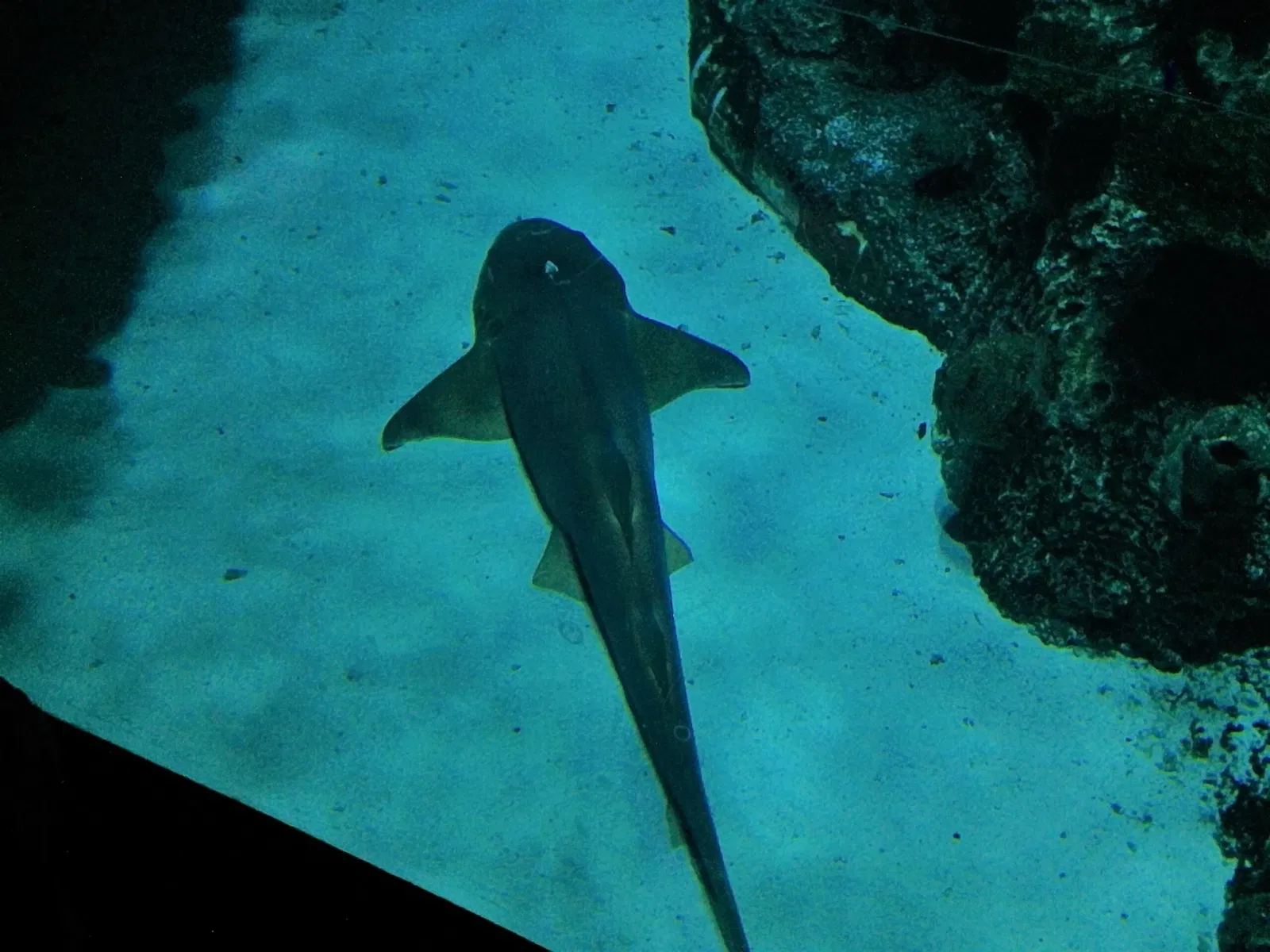 Shark Reef Aquarium