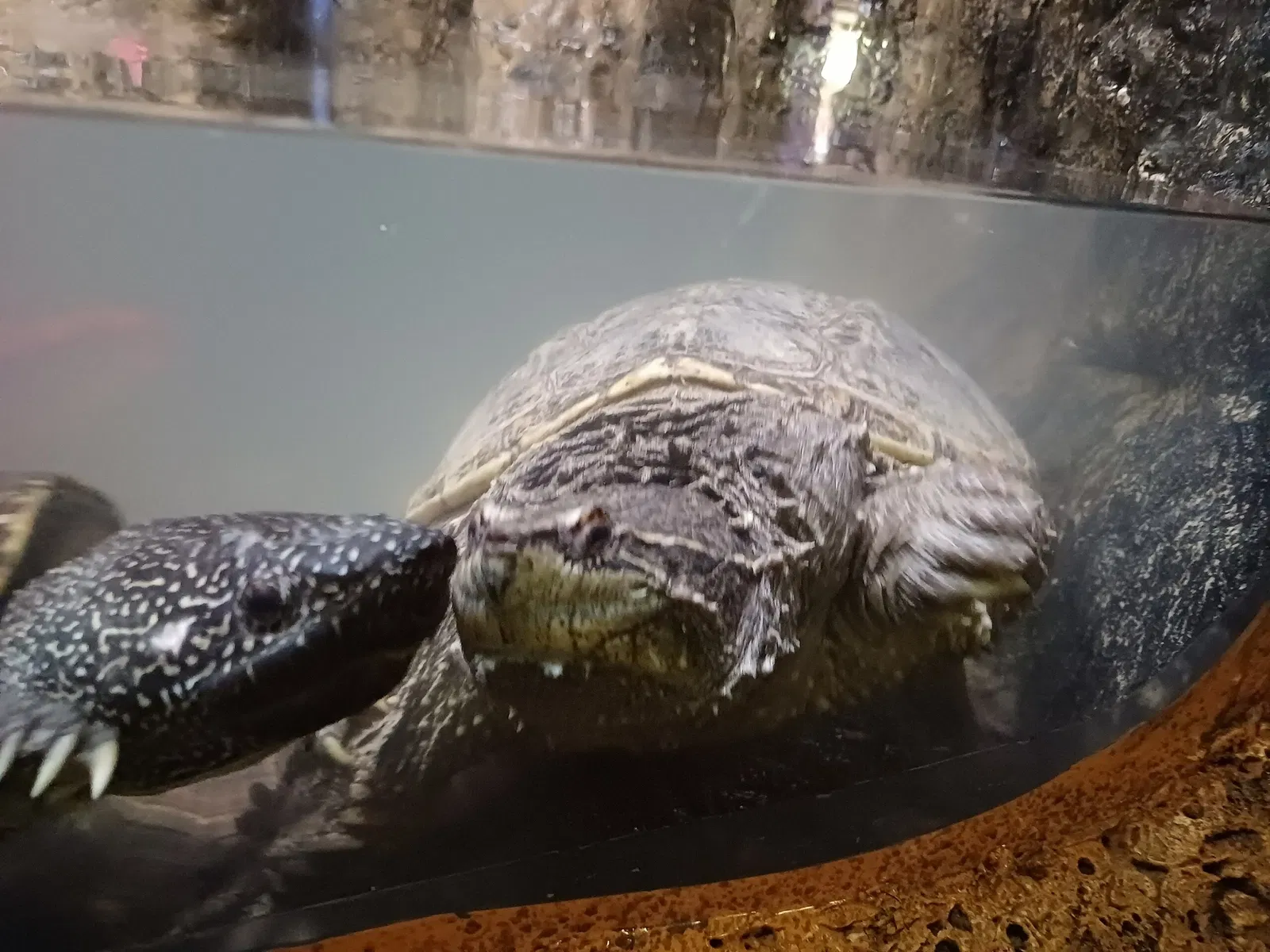 Zoológico de Chapultepec