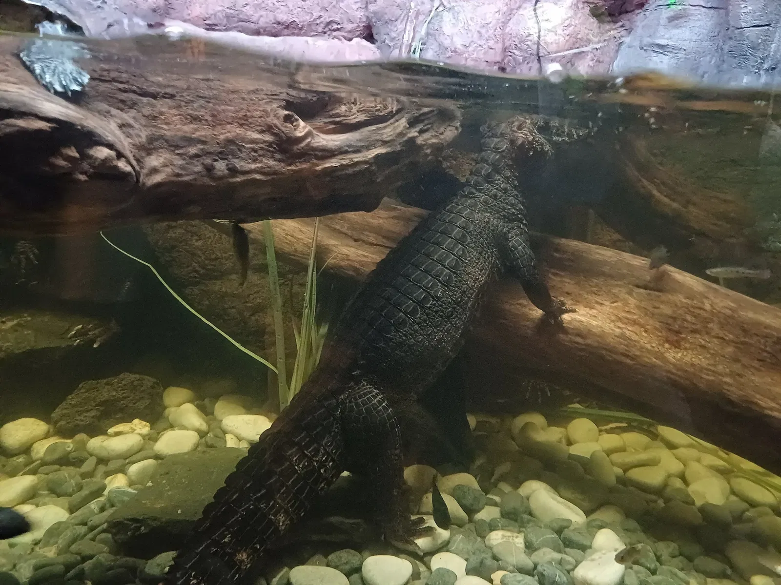 Zoológico de Chapultepec
