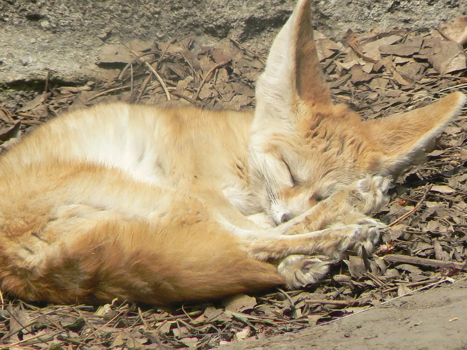 Zoológico de Chapultepec