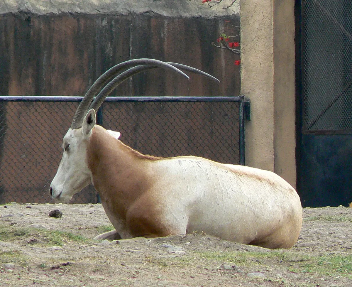 Zoológico de Chapultepec