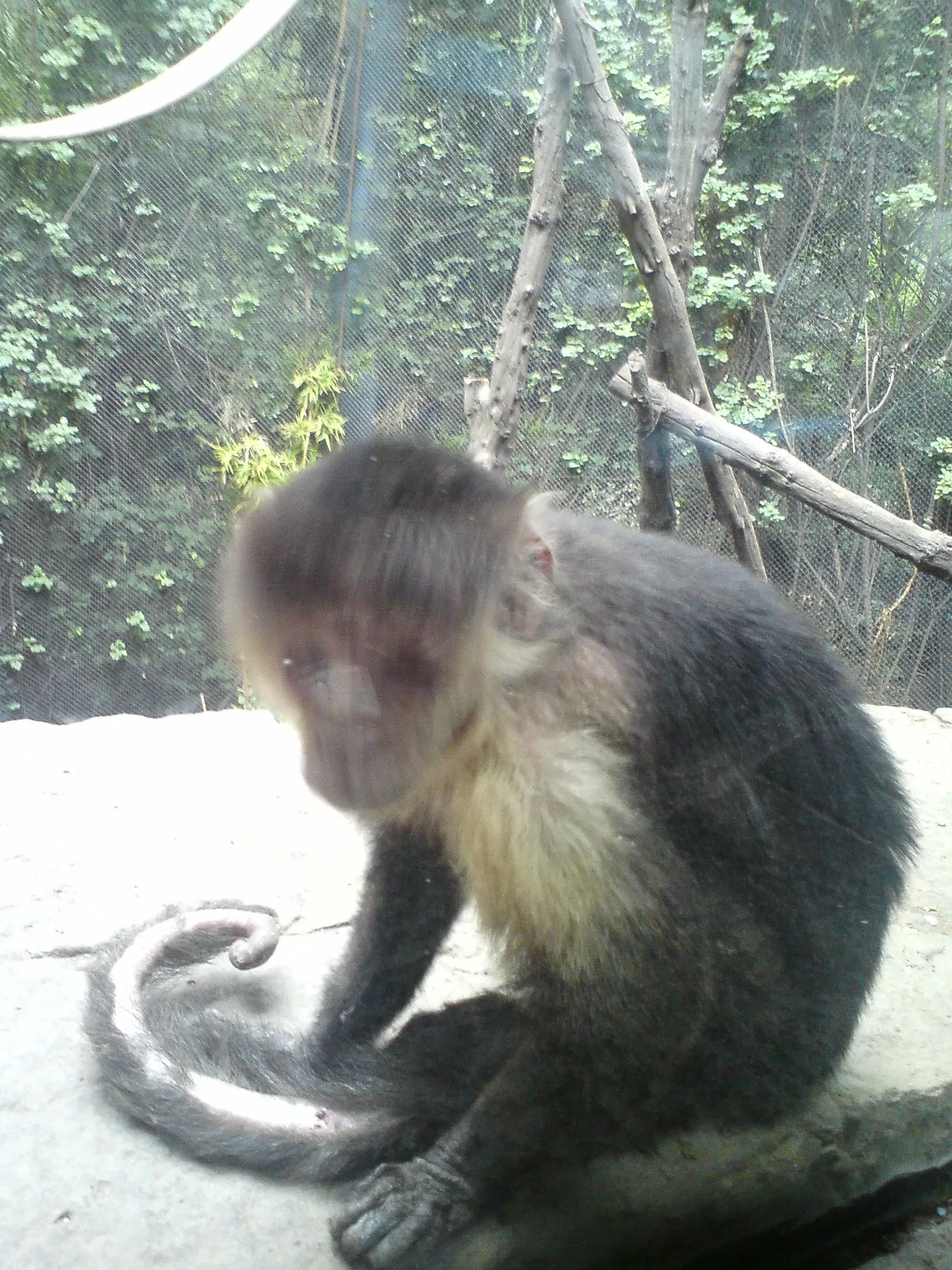 Chapultepec Zoo