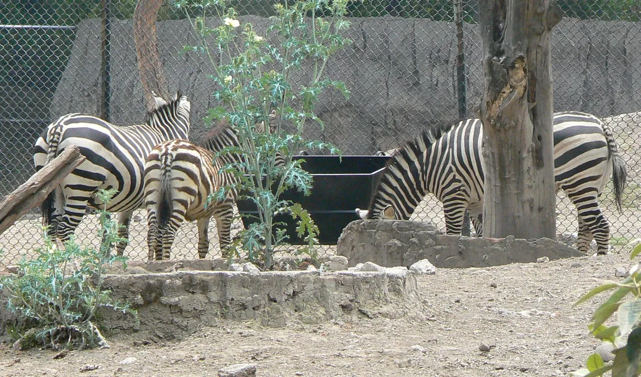 Zoo de Chapultepec