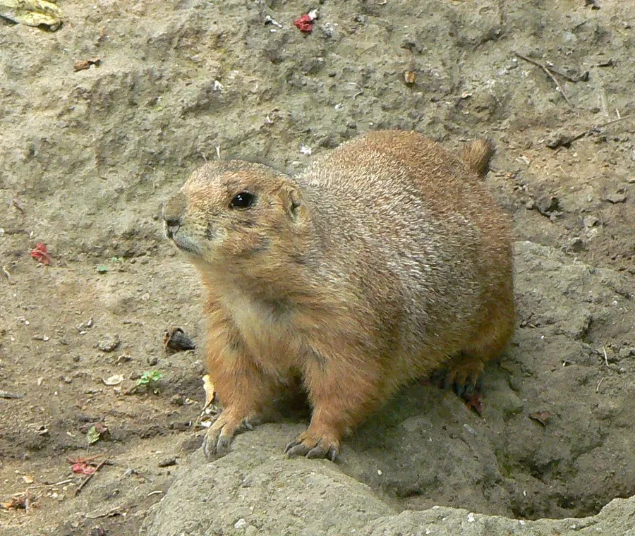 Zoológico de Chapultepec