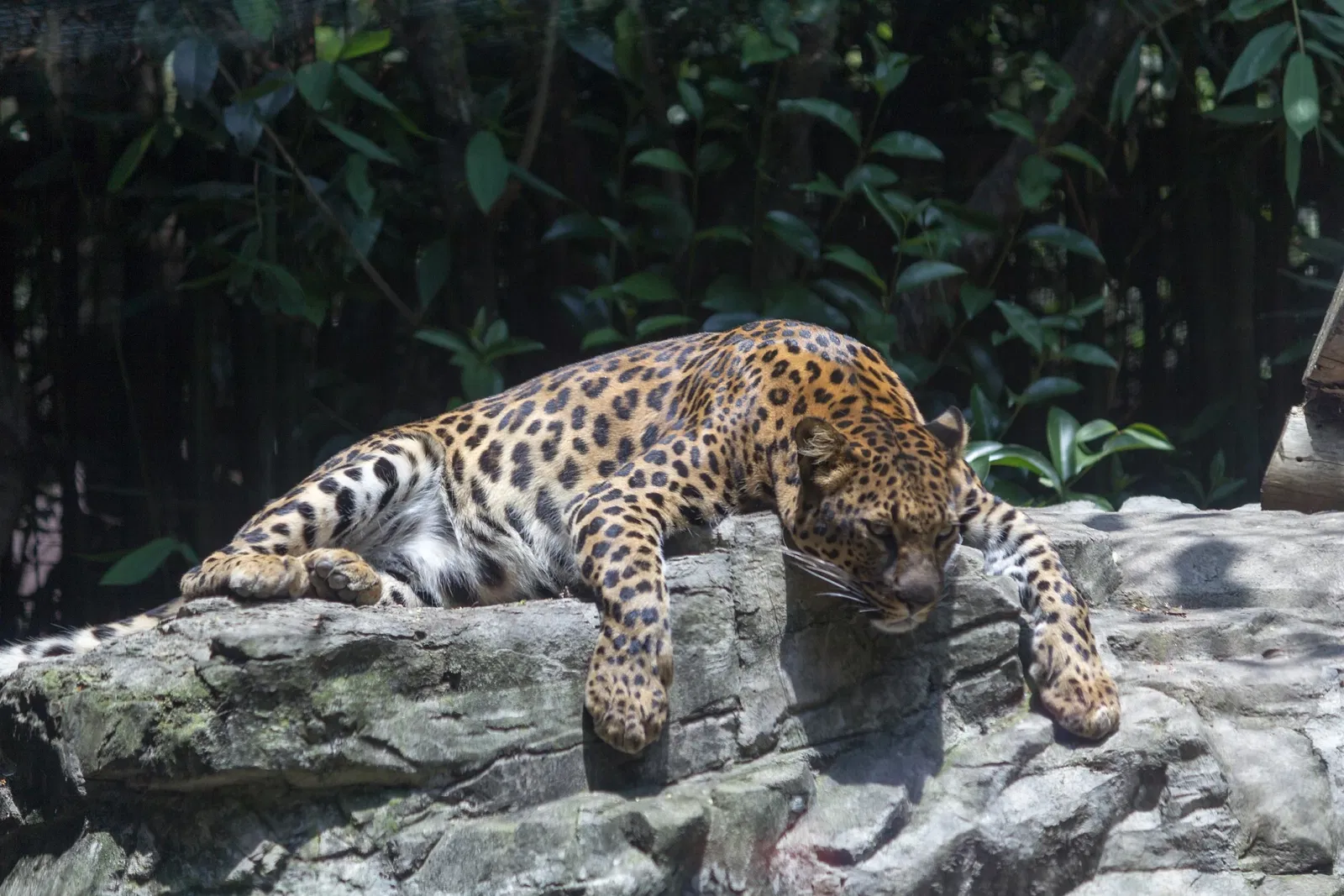 Zoológico de Chapultepec