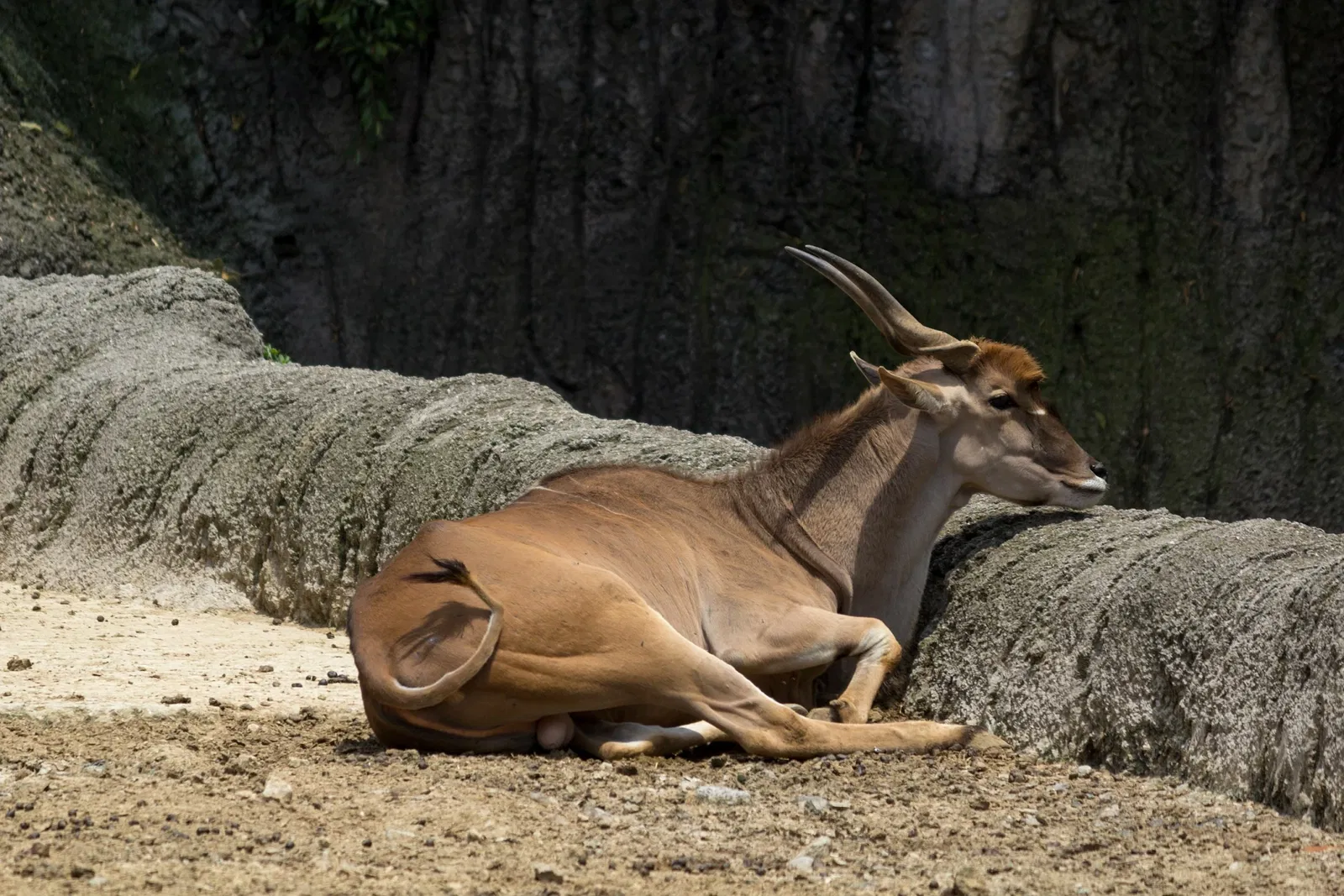 Zoológico de Chapultepec