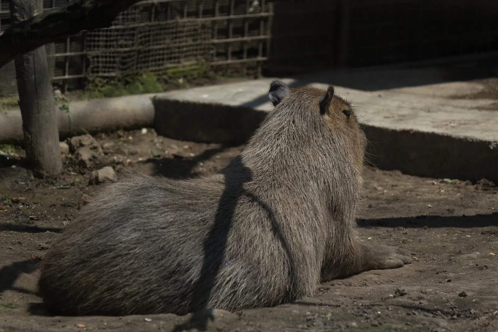 Zoológico de Chapultepec