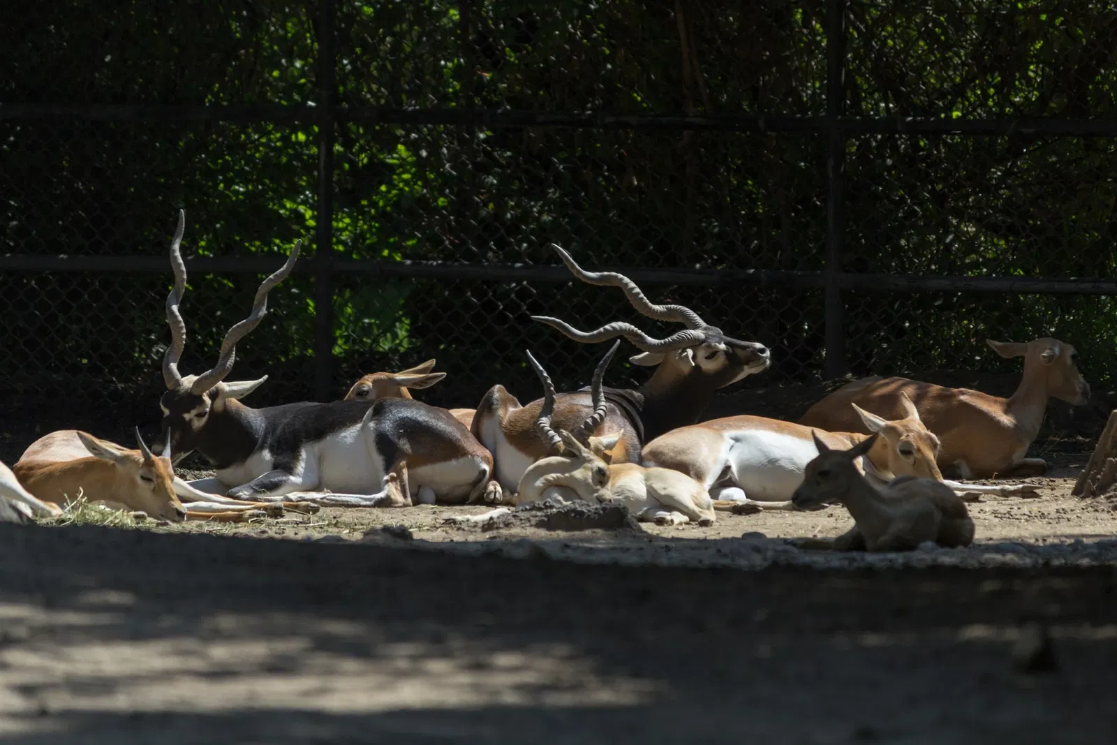 Zoológico de Chapultepec