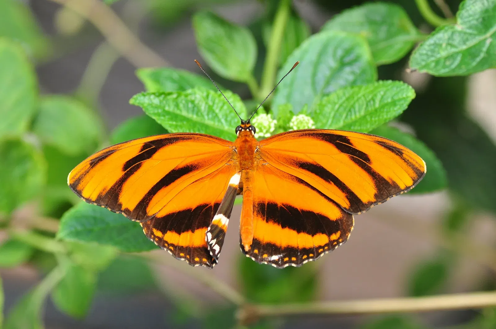 Zoológico de Chapultepec