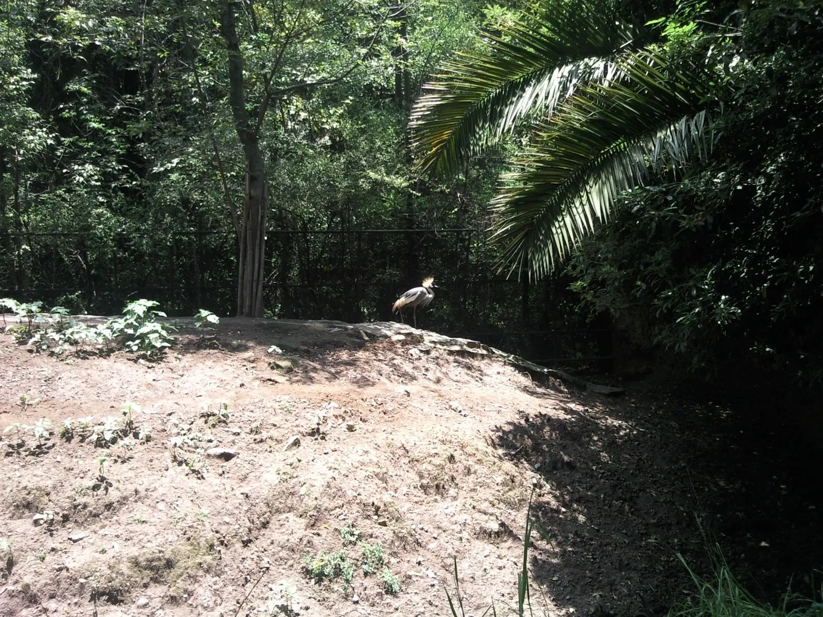 Zoológico de Chapultepec