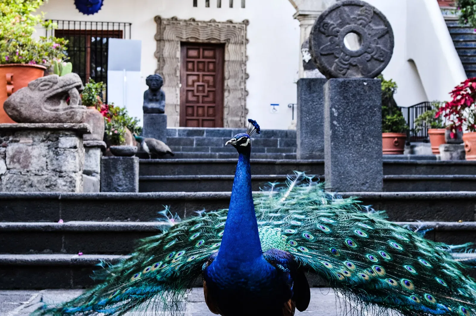 Dolores Olmedo Museum
