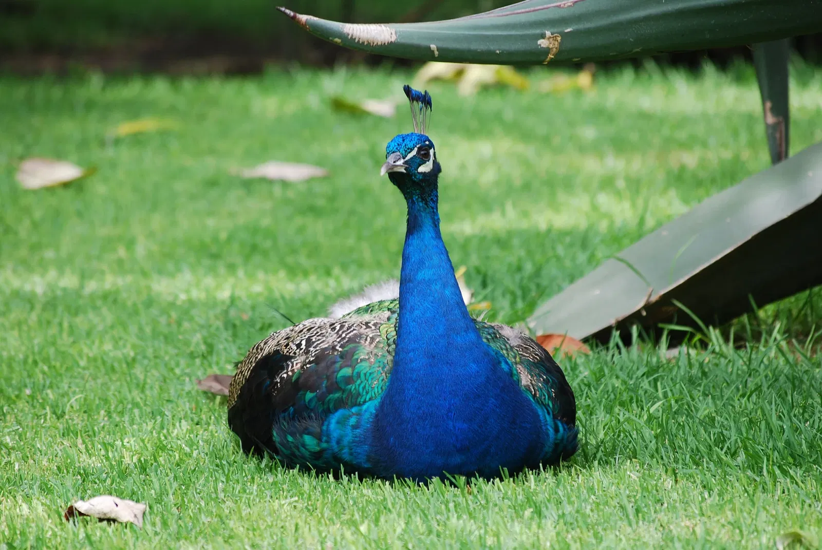 Musée Dolores-Olmedo