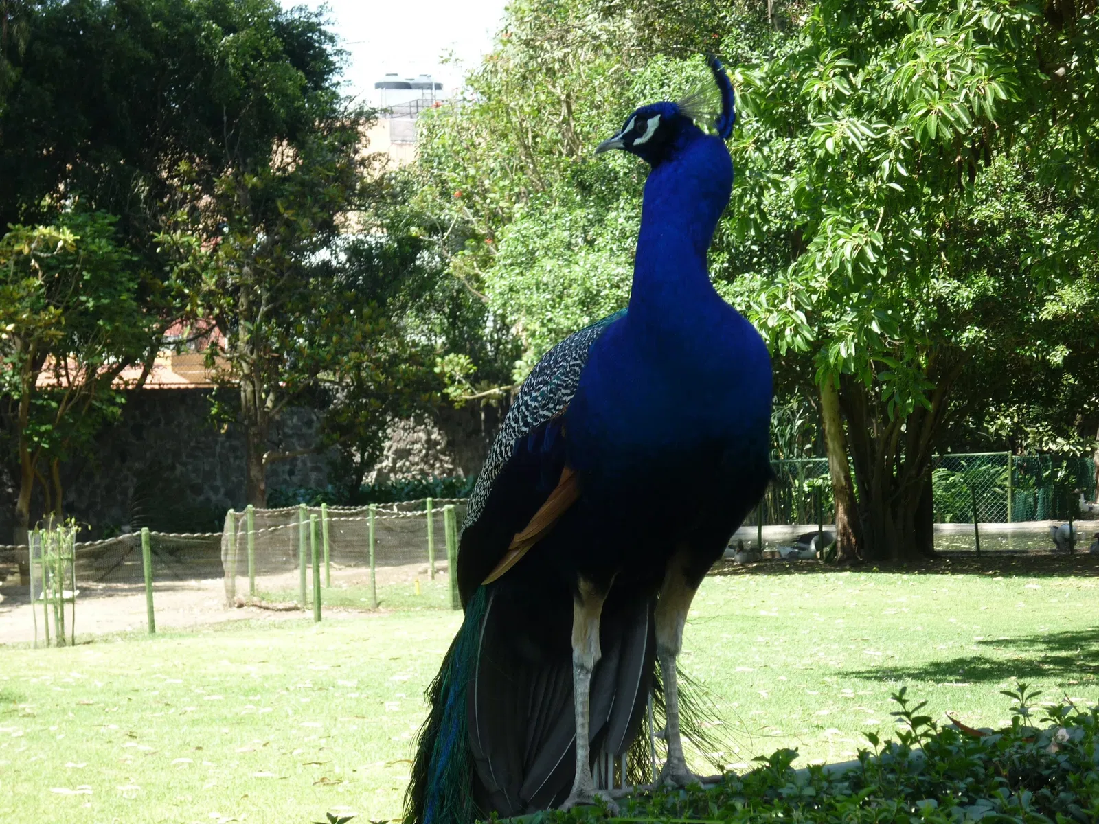 Museo Dolores Olmedo