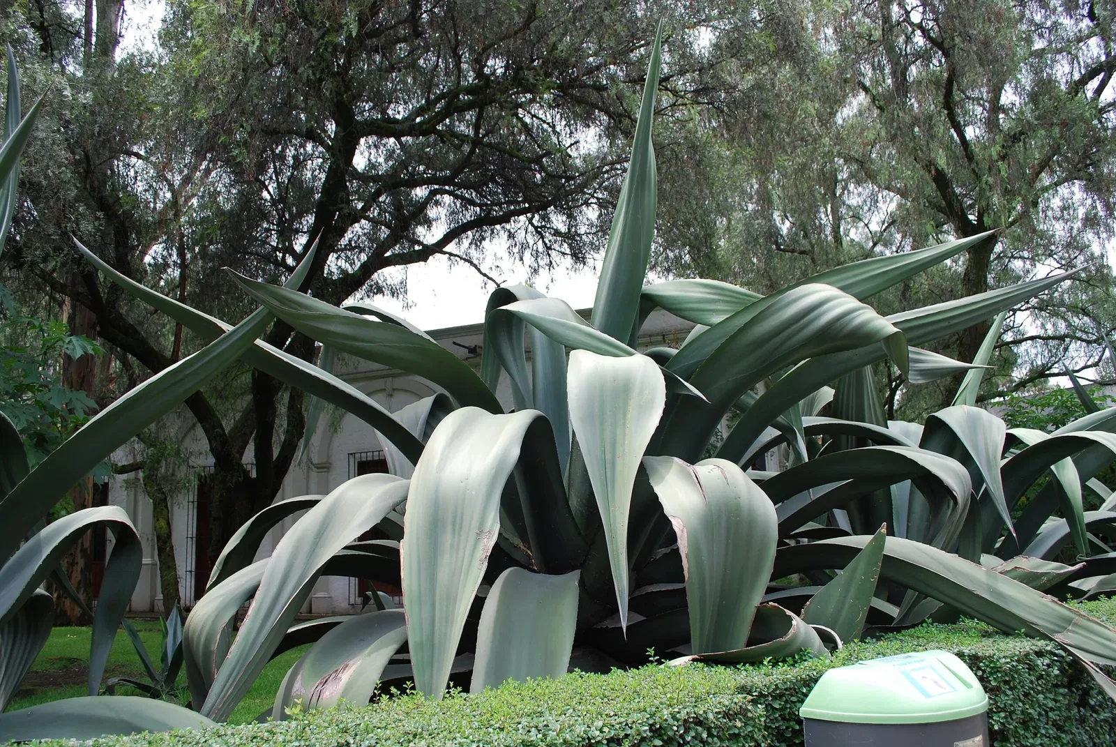 Dolores Olmedo Museum