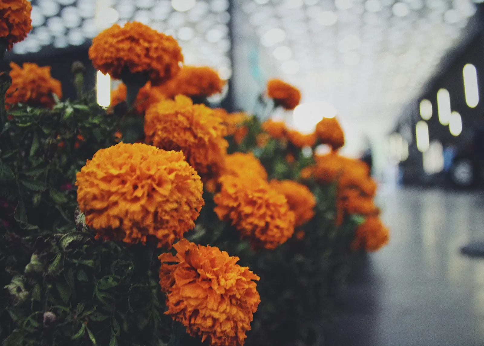 Cineteca Nacional de Mexico