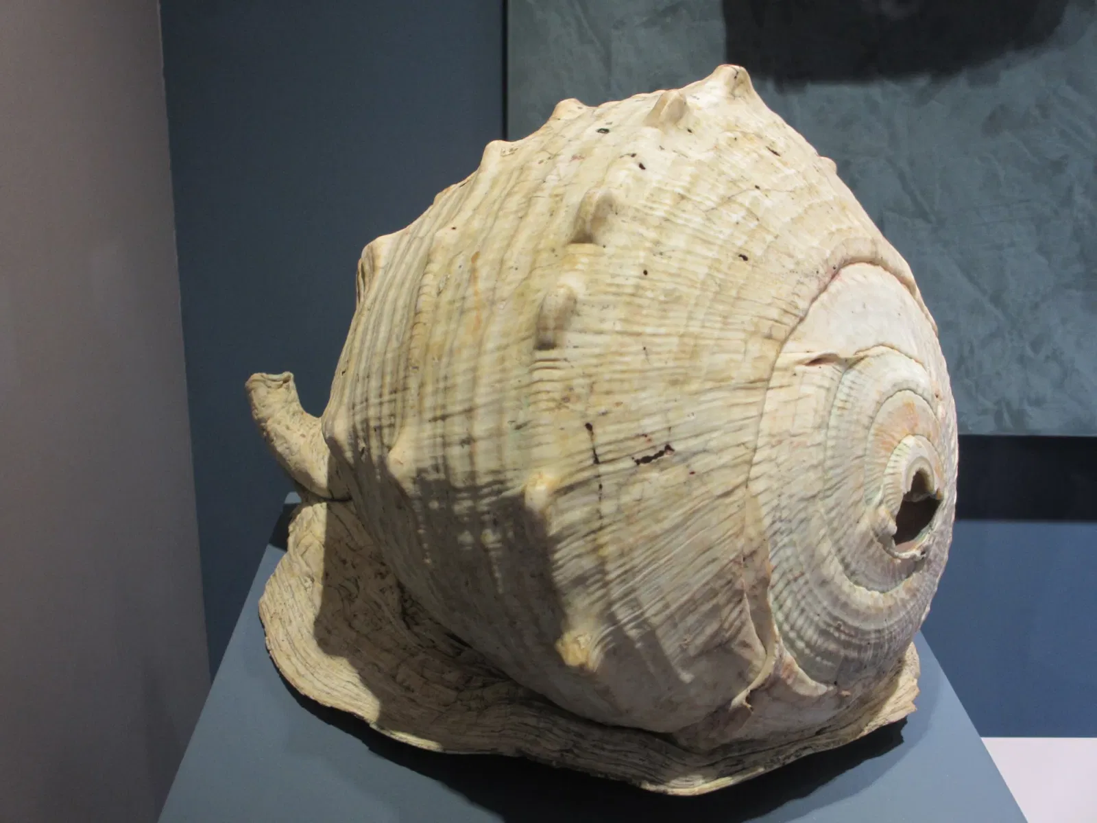 Site Museum Comalcalco