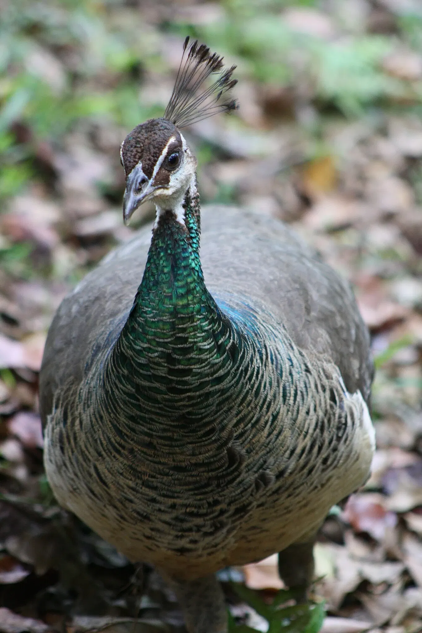 Dr. Juan A. Rivero Zoo of Puerto Rico
