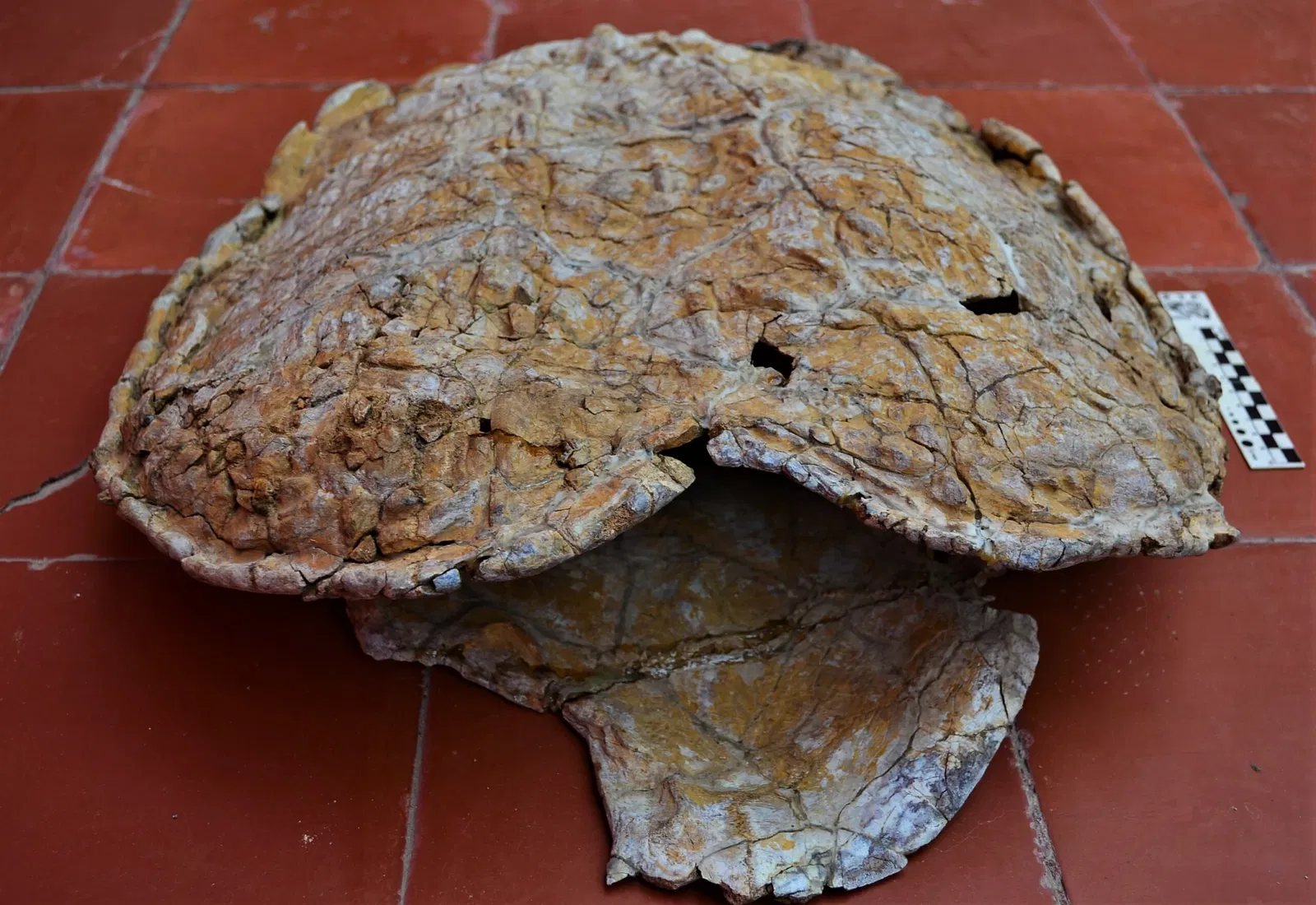 Museo Carlos Ameghino