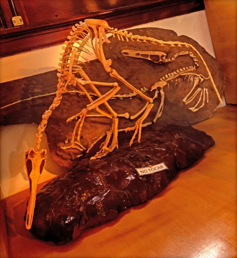 Museo Carlos Ameghino