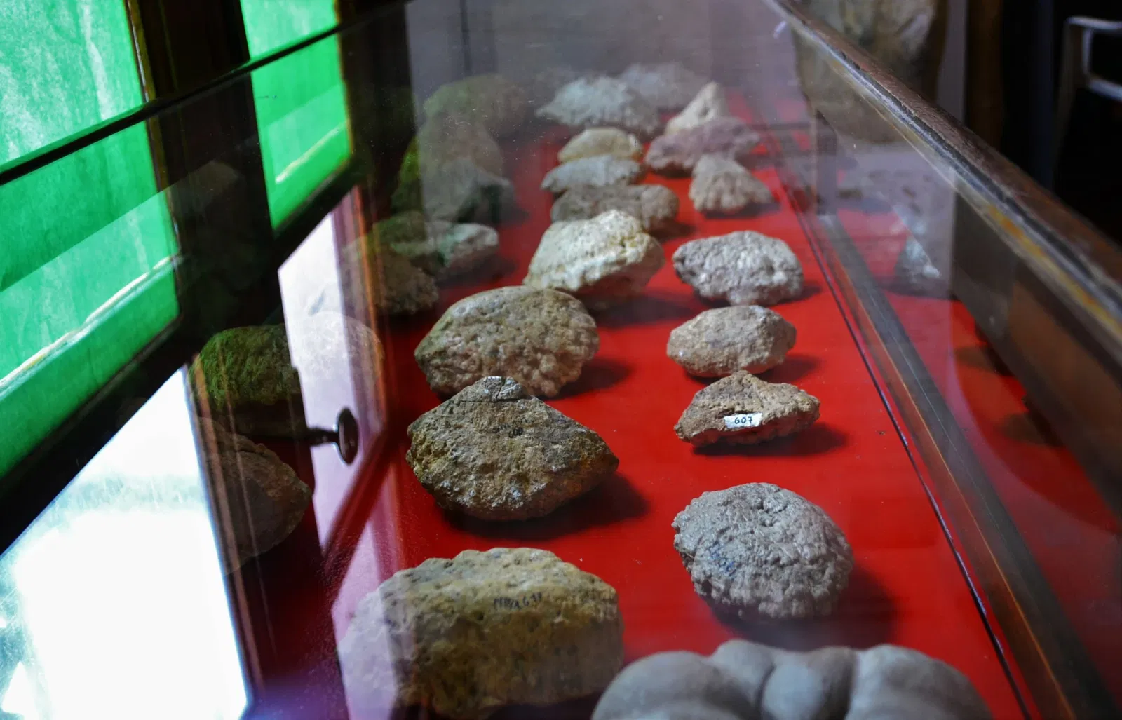 Carlos Ameghino Provincial Museum