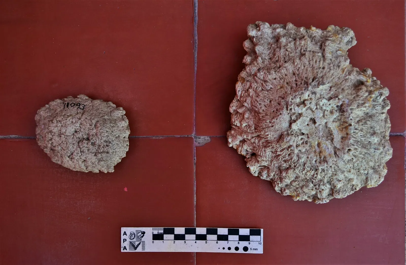 Museo Carlos Ameghino