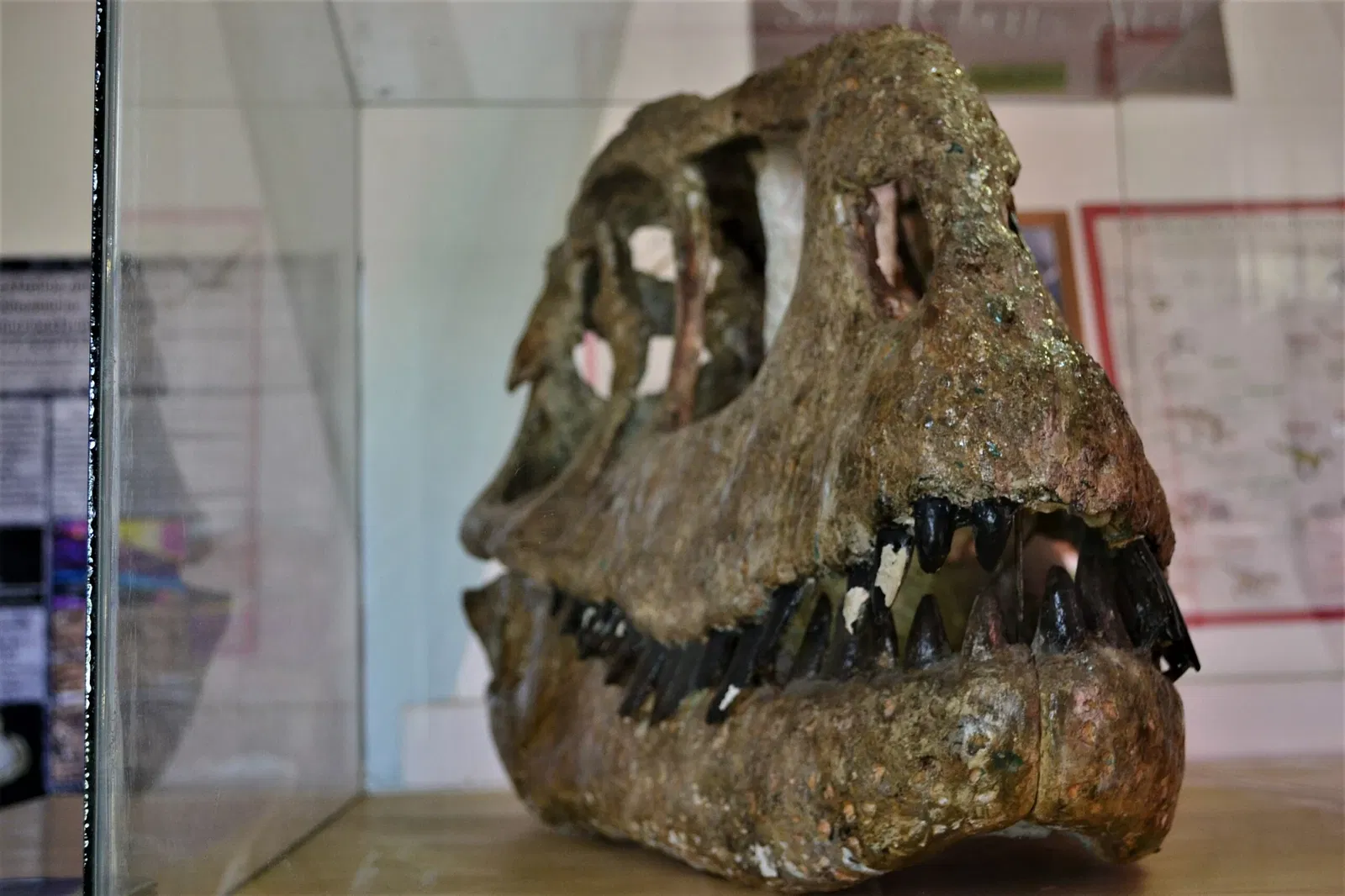 Museo Carlos Ameghino