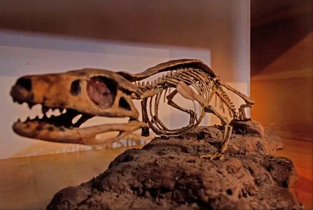 Museo Carlos Ameghino