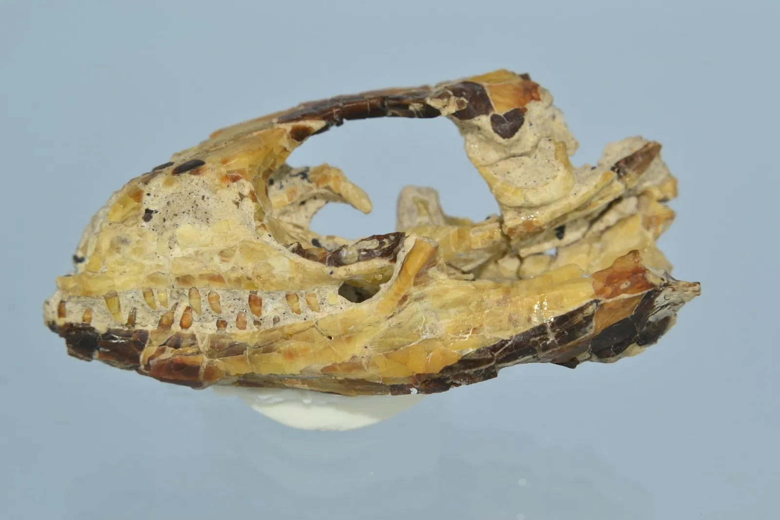 Museo Patagónico de Ciencias Naturales