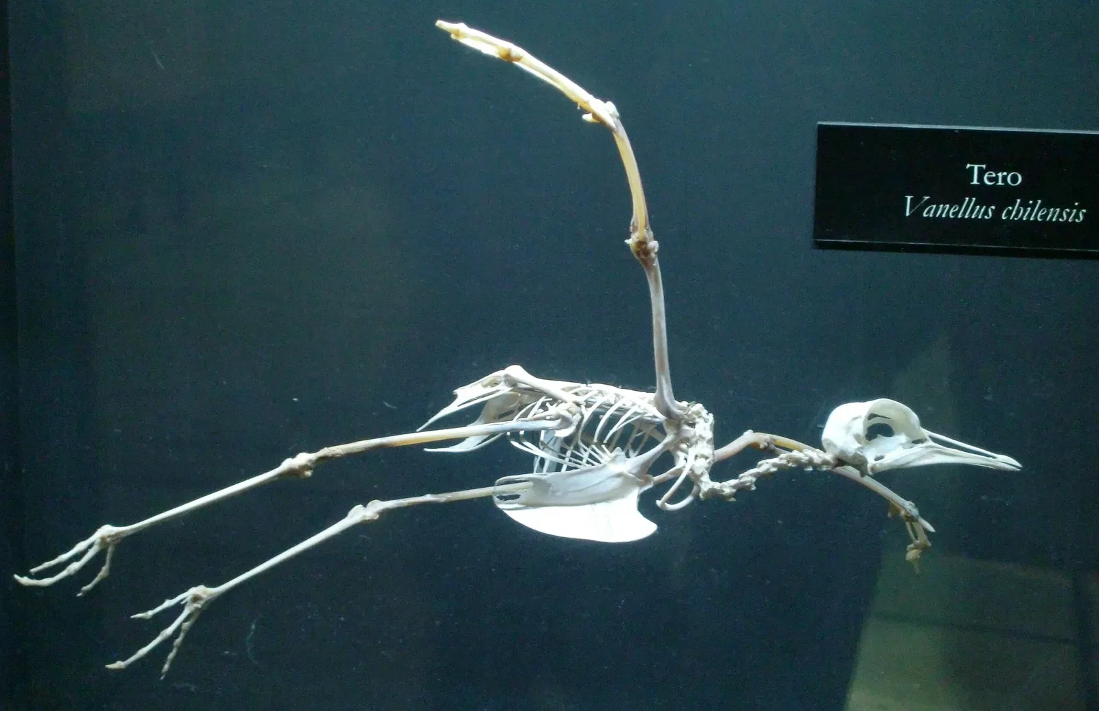 Bernardino Rivadavia Natural Sciences Museum