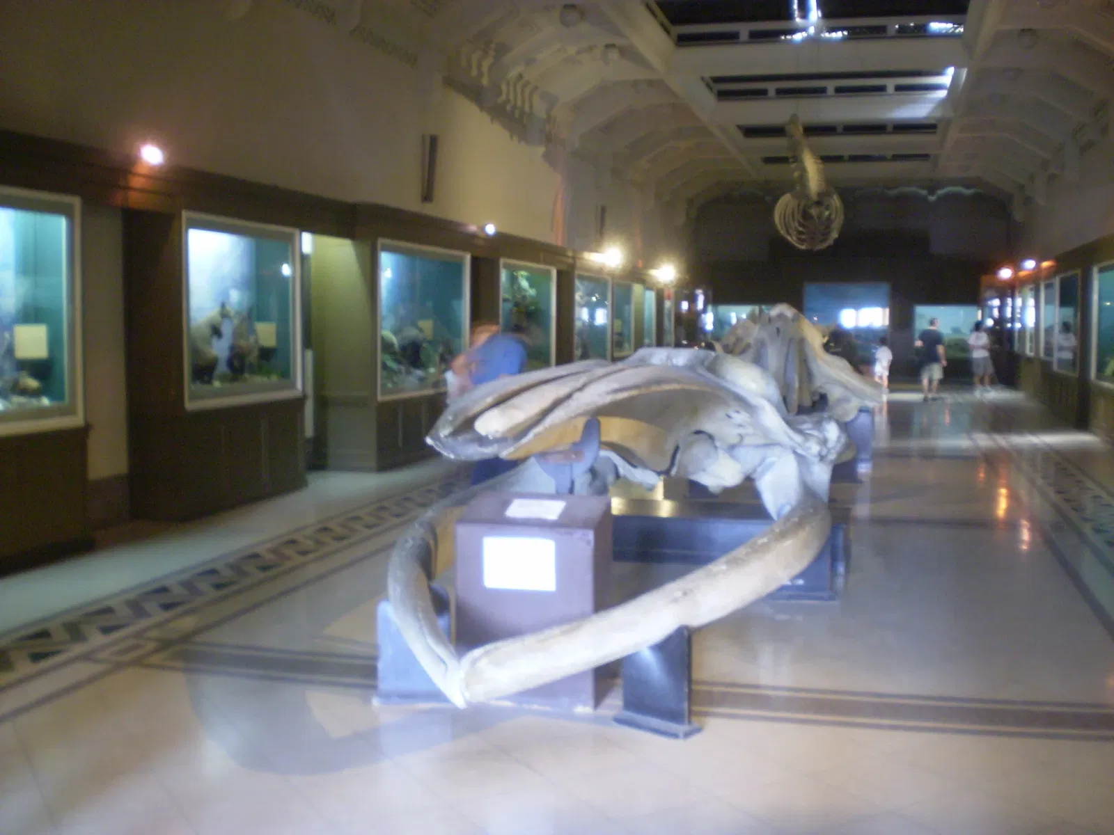 Bernardino Rivadavia Natural Sciences Museum