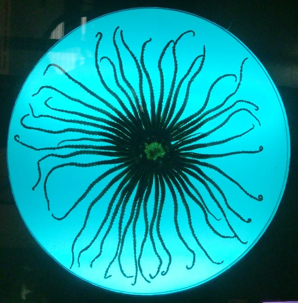 Bernardino Rivadavia Natural Sciences Museum