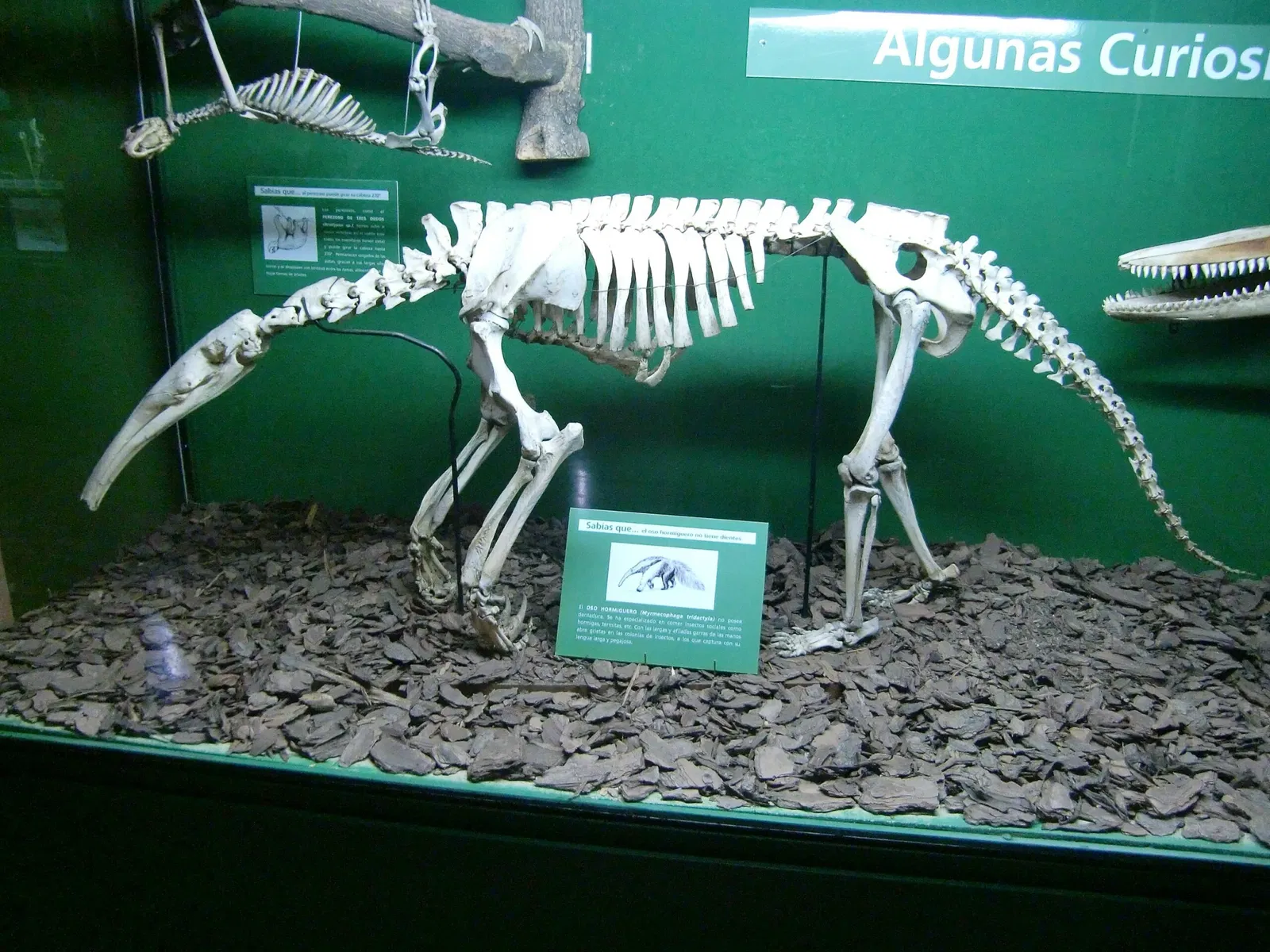 Museo Argentino de Ciencias Naturales Bernardino Rivadavia