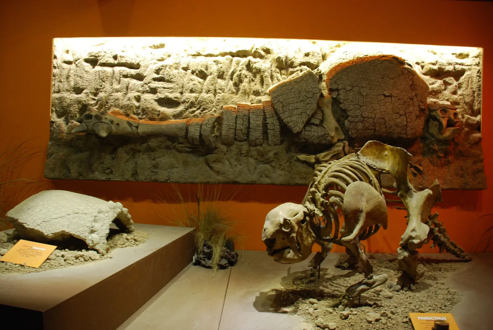 Musée argentin des sciences naturelles