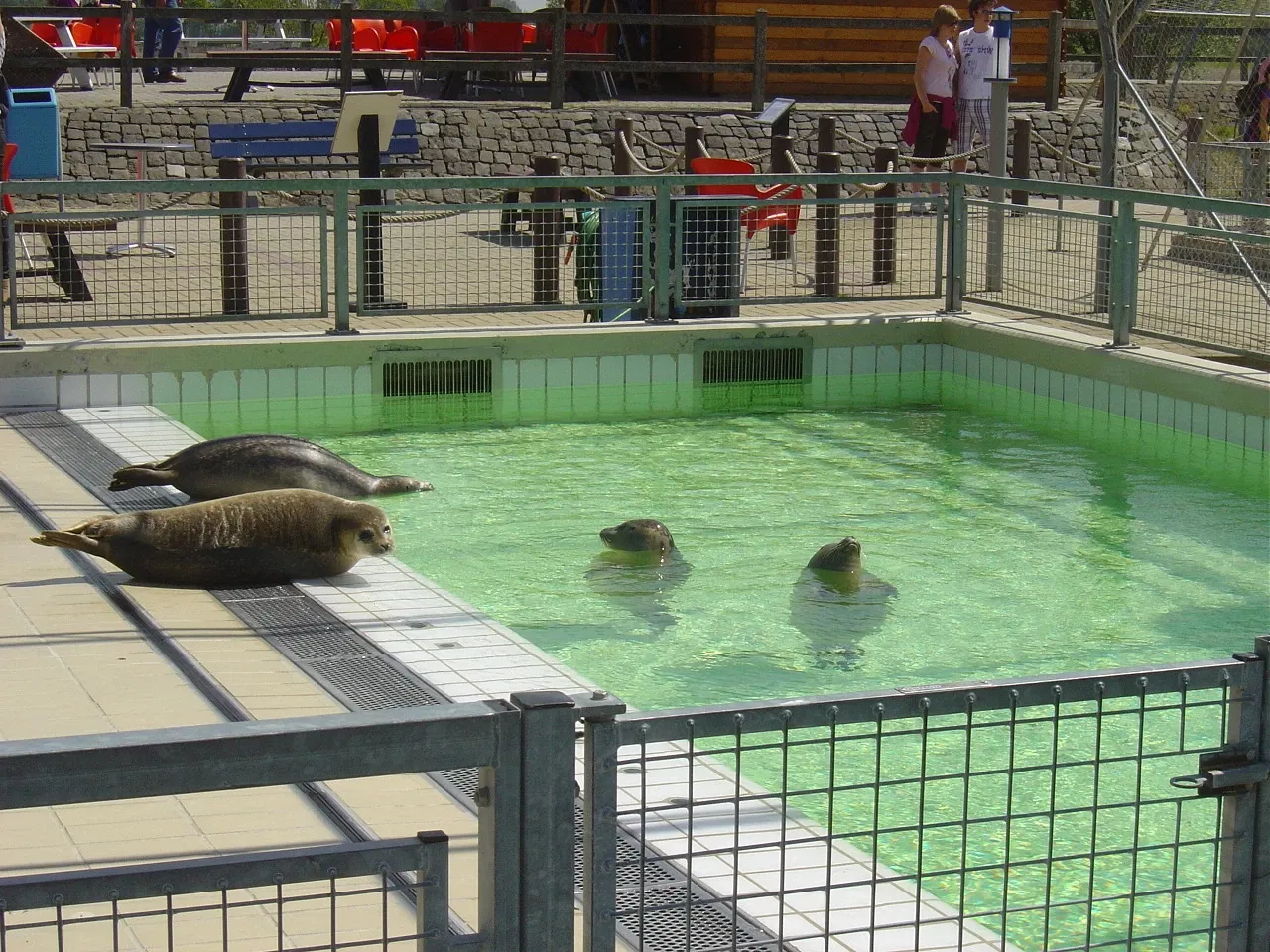 Sealcenter Pieterburen