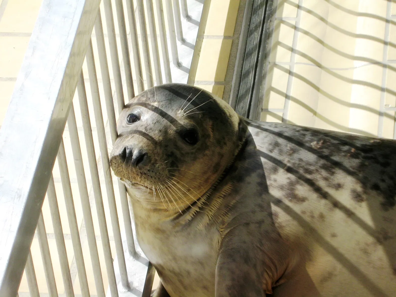 Zeehondencentrum Pieterburen