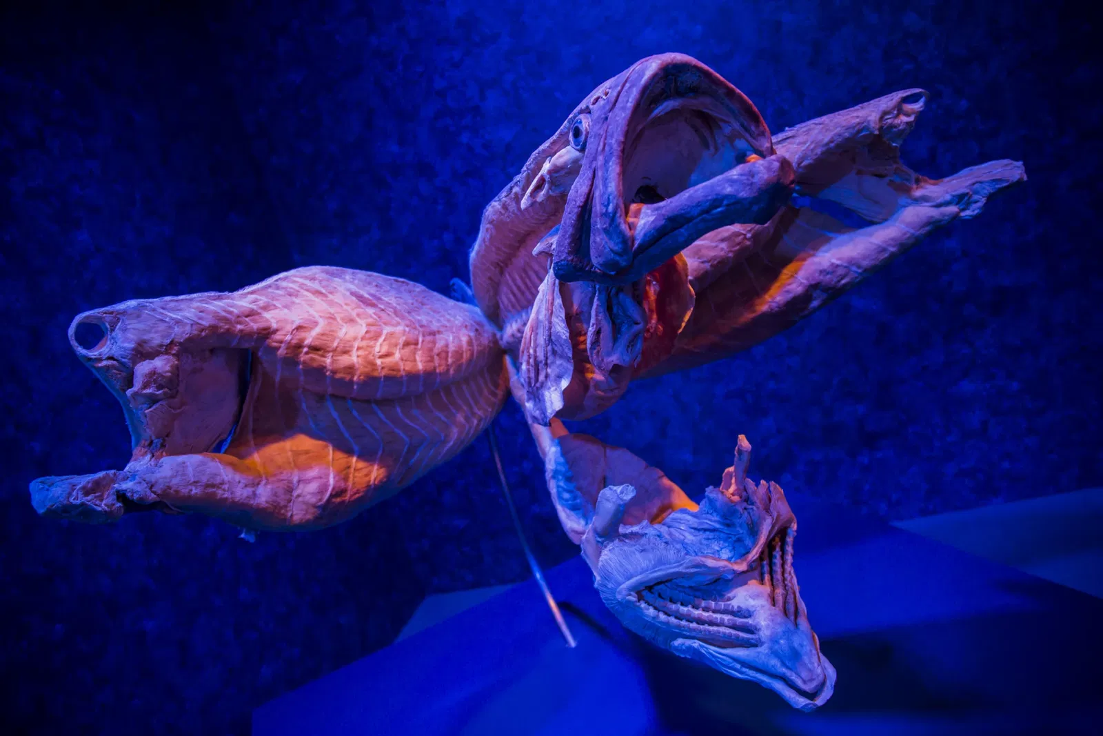 Aquarium de Géorgie