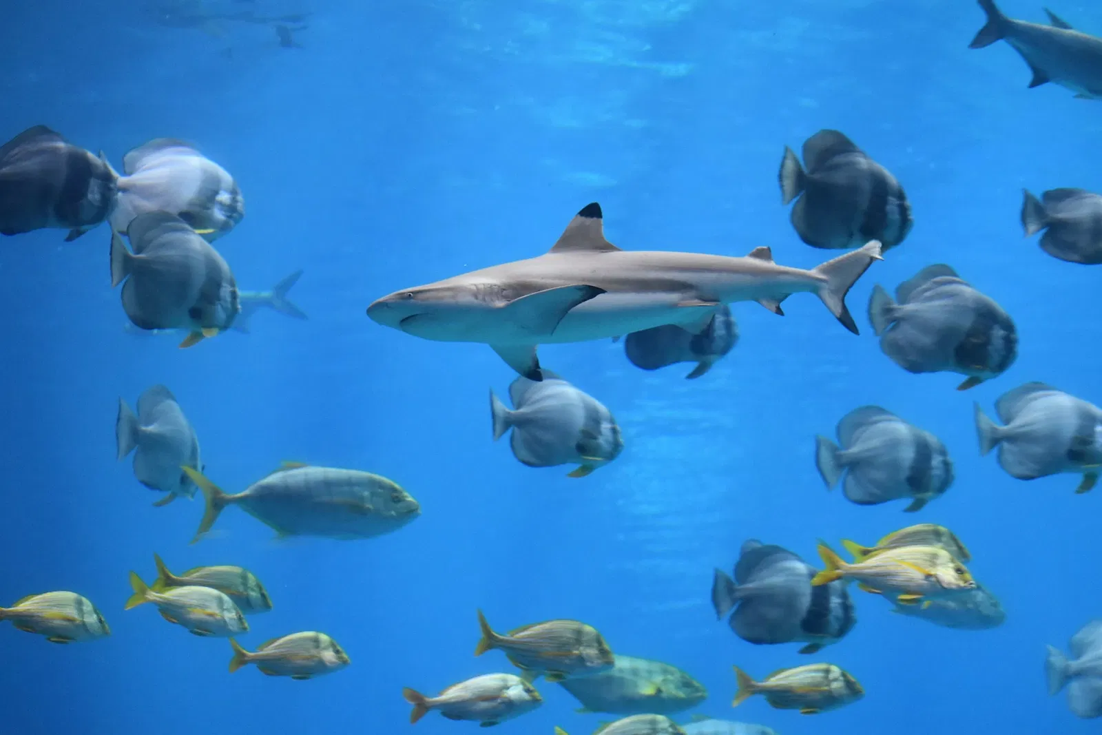 Acquario della Georgia