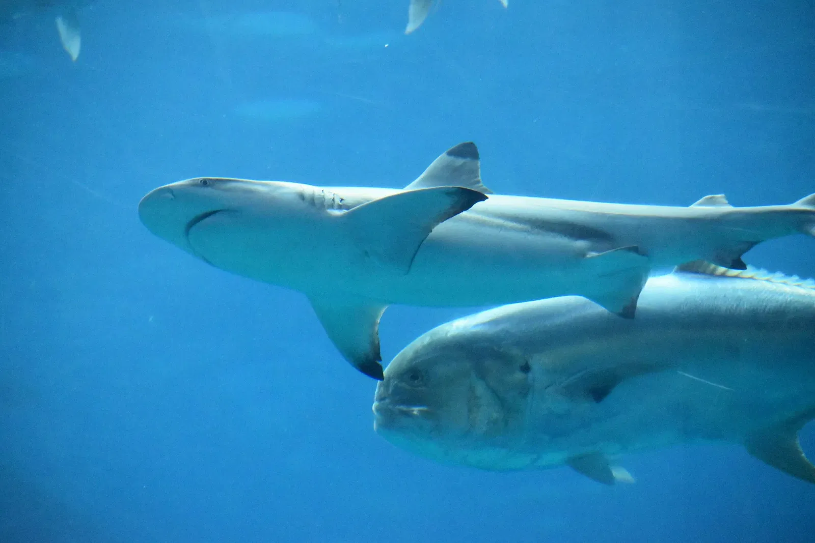 Acquario della Georgia