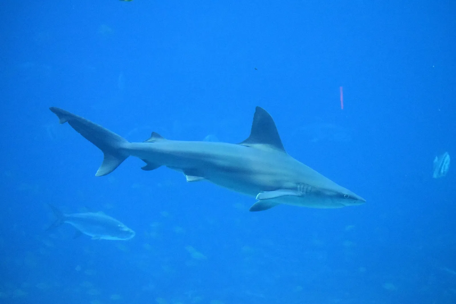 Acquario della Georgia
