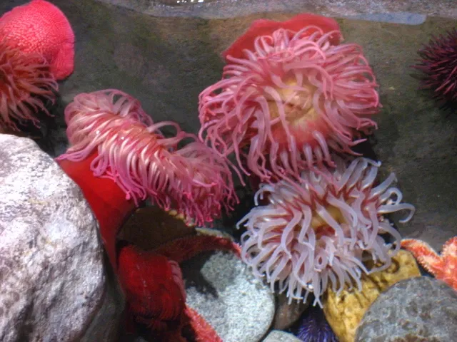 Aquarium de Géorgie