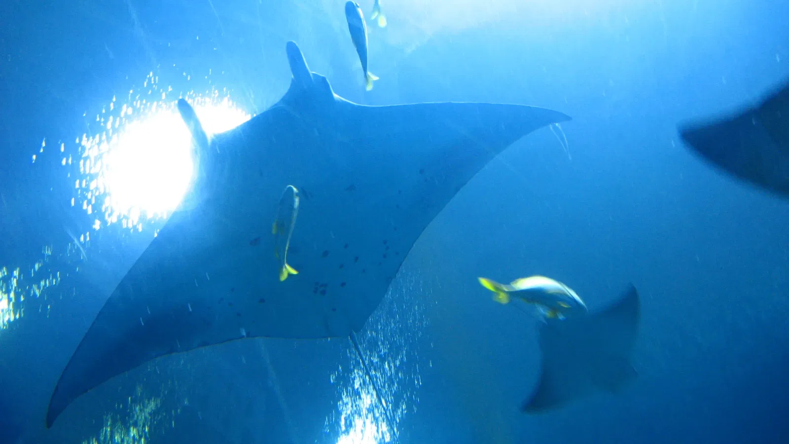 Aquarium de Géorgie