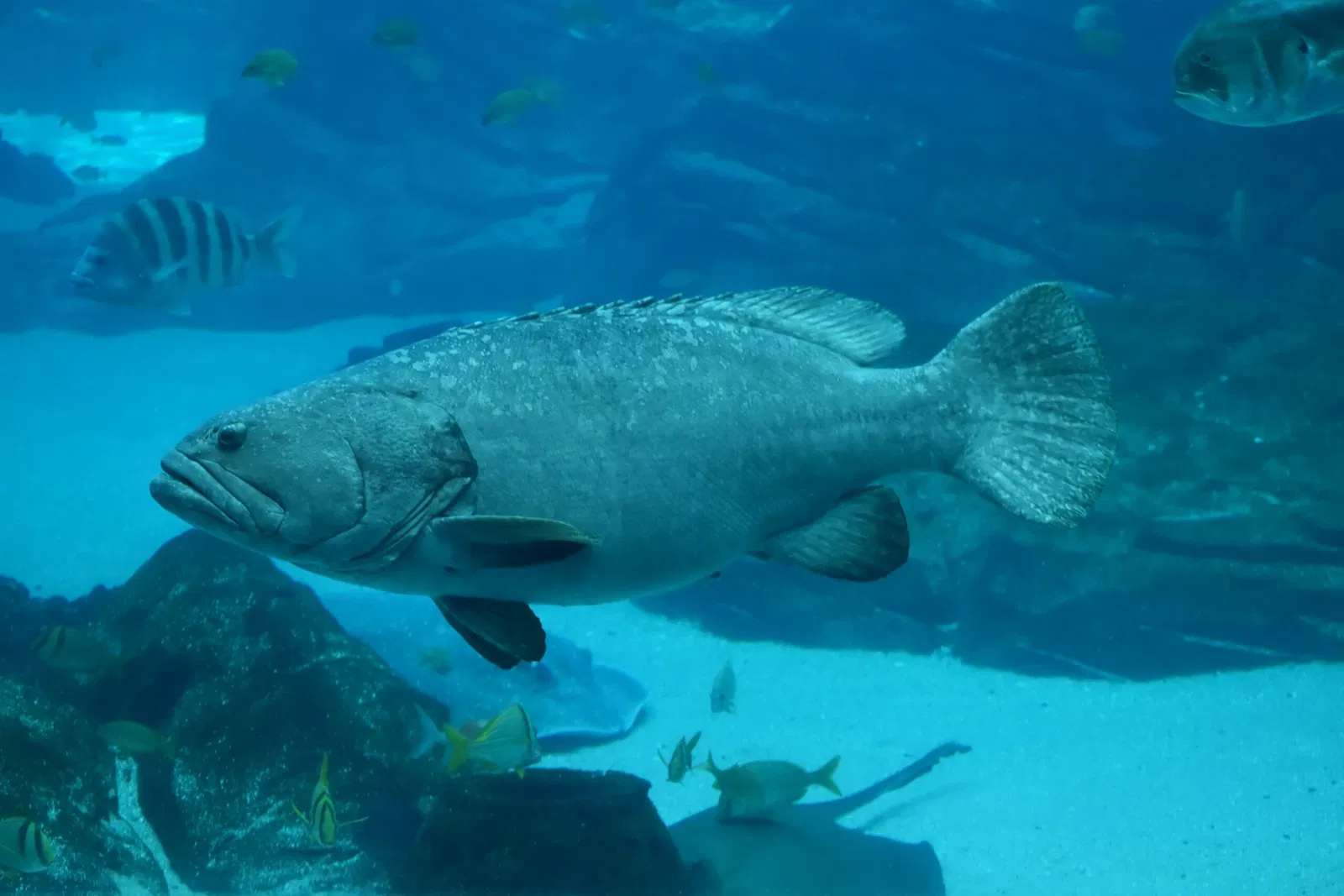 Acquario della Georgia